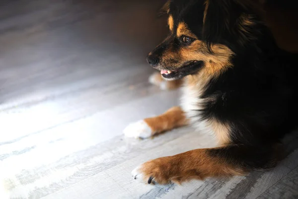 Funny Portrait Cute Smilling Puppy Dog Border Collie New Lovely — Stock Photo, Image