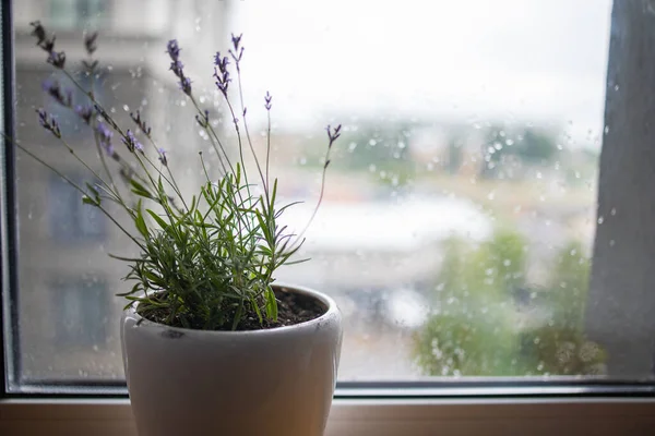 White vase with lavender flowers near window