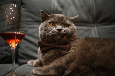 Tembel gri güzellik İngiliz kısa hava kedisi rahat kanepede.