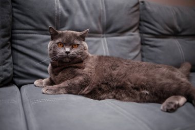 Tembel gri güzellik İngiliz kısa hava kedisi rahat kanepede.