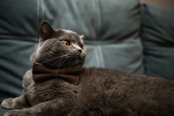 Lazy Grey Beauty British Shorthair Cat Cozy Sofa — ストック写真