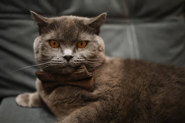 Lazy Gris Belleza Británico Taquigrafía Gato Acogedor Sofá —  Fotos de Stock