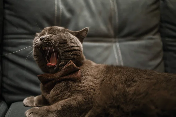 Lazy Grey Beauty British Shorthair Cat Cozy Sofa Cat Yawns — Zdjęcie stockowe