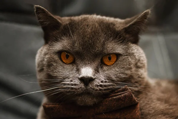 ブリティッシュショートヘアの猫のクローズ アップ — ストック写真