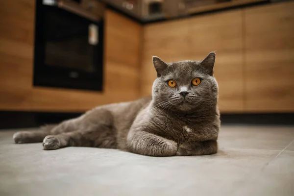 Britská Krátkosrstá Kočka Žlutýma Očima Pozadí Kuchyně — Stock fotografie
