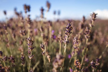 Mor lavanta çiçeklerine yakın çekim. Seçici odak