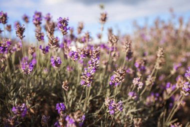Mor lavanta çiçeklerine yakın çekim. Seçici odak