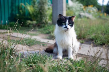 Little white spotted cat in the garden on the green grass