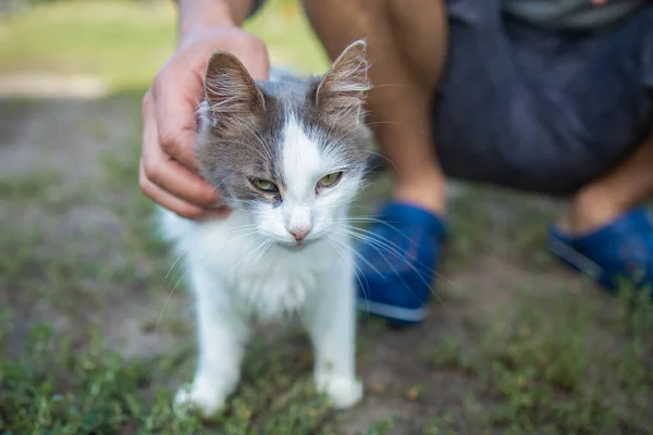 White Shorthair Cat Getting Stroked Female Pet Owner Outdoors Garden — ストック写真