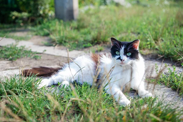 Little White Spotted Cat Garden Green Grass — Foto de Stock