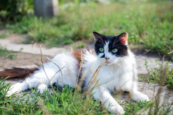 Маленька Біла Плямиста Кішка Саду Зеленій Траві — стокове фото