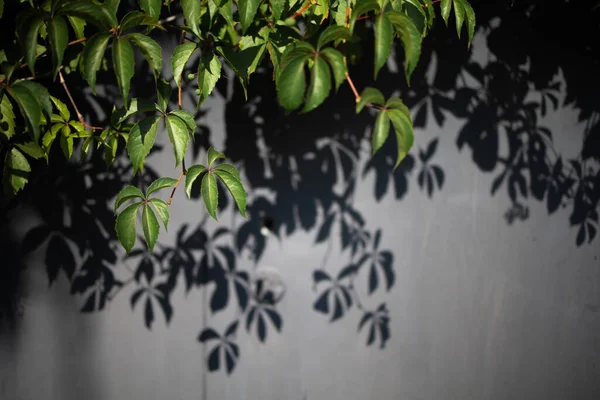 Shadows from trees falling on the wall, nature background.