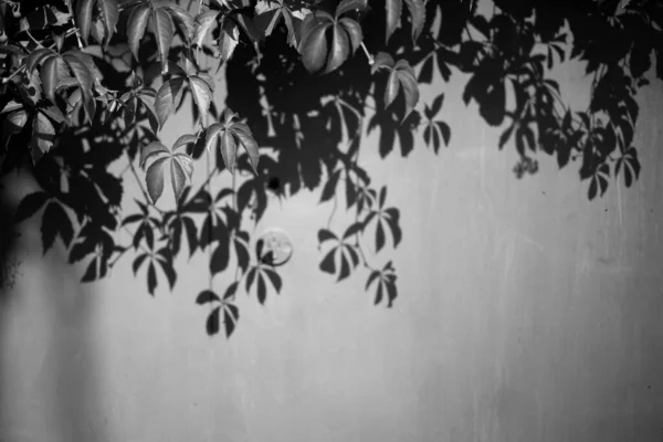 Shadows Trees Falling Wall Nature Background — Stock fotografie