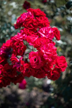 Beautiful roses in the garden, roses for Valentine's Day.