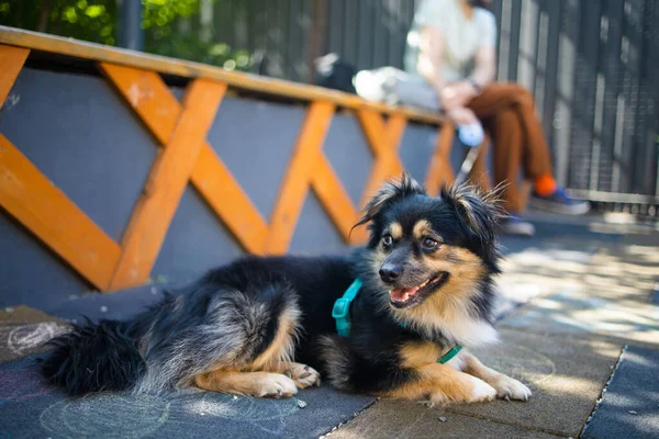 Black Brown Dog Resting Human Friend Pet Animal Resting Green — Stock Fotó