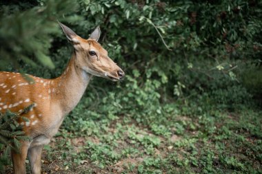 The close up of dear face in park, Ukraine. Dear head clouse up.