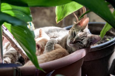 İki kedi bir saksıda uyur..
