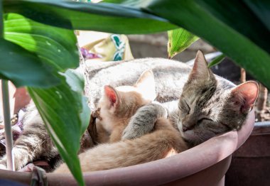 İki kedi bir saksıda uyur..