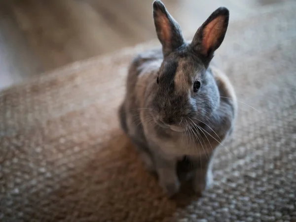 Ein Kleiner Dekorativer Hase Der Hause Auf Dem Boden Liegt — Stockfoto