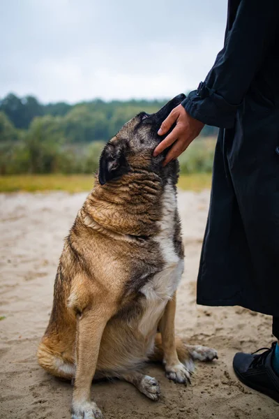 Man Met Oude Hond Het Bos Eenzame Zwerfhond Buurt Van — Stockfoto