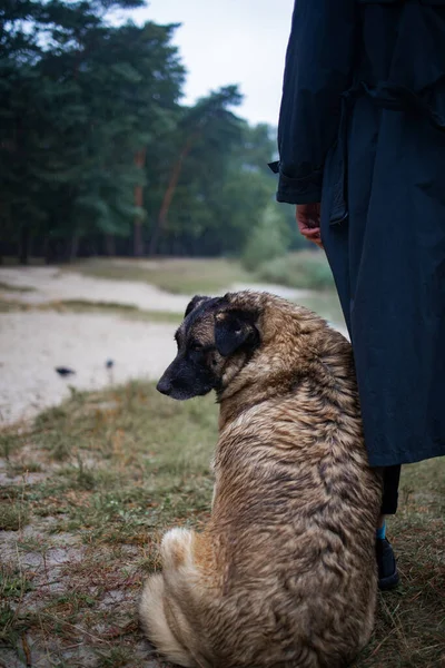 Ormanda Yaşlı Köpeği Olan Bir Adam Yanlız Evsiz Sokak Köpeği — Stok fotoğraf