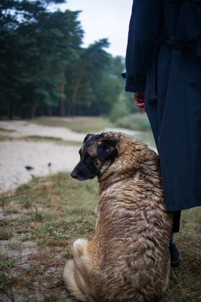 Uomo Con Vecchio Cane Nella Foresta Solitario Cane Randagio Senzatetto — Foto Stock