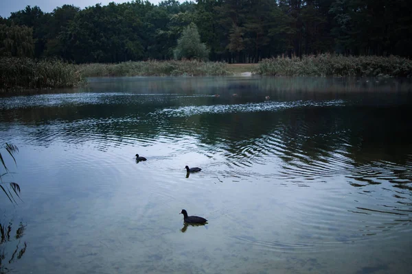 Anatre Selvatiche Galleggianti Lago Sera — Foto Stock