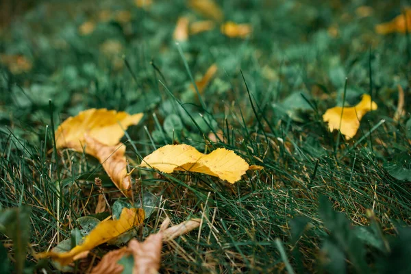 Gelbe Blätter Auf Gras Herbstpark — Stockfoto