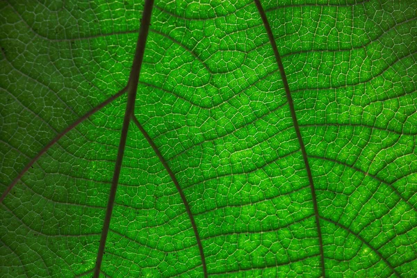 background texture green leaf structure macro photography
