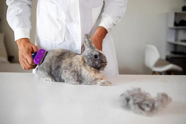 Nahaufnahme Eines Tierarztes Der Braune Zierkaninchen Kämmt — Stockfoto