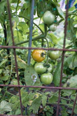 Taze yeşil domates bahçedeki domates bitkisine tutunur..