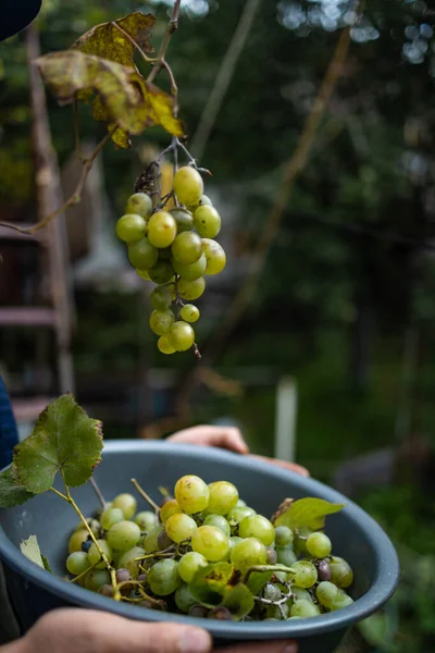 Bir Talyan Üzüm Bağında Şarap Hasat Ederken Üzüm Bağlarından Beyaz — Stok fotoğraf