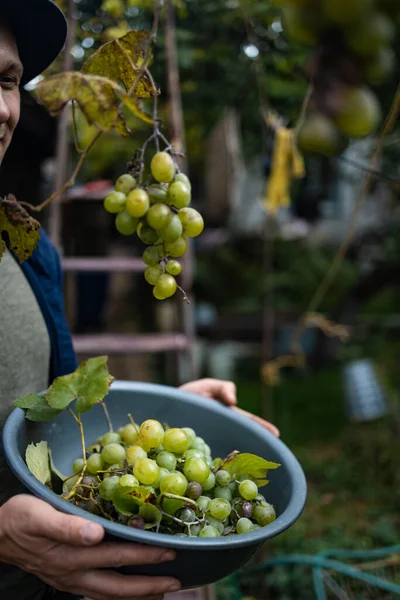 Mãos Fechadas Trabalhadores Que Cortam Uvas Brancas Vinhas Enquanto Colhem — Fotografia de Stock