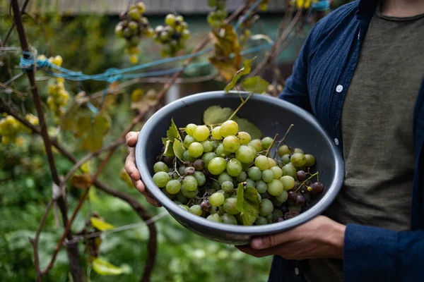 Cachos Uvas Itália Para Uma Grande Colheita Conceito Bio Comida — Fotografia de Stock