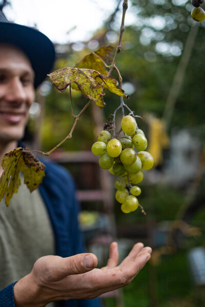 Close up hands of workers cutting white grapes from vines while harvesting wine in an Italian vineyard.