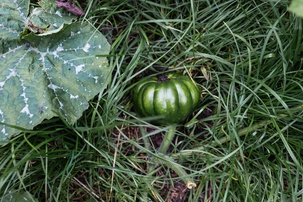 野菜のパッチに成長した小さな緑のカボチャ — ストック写真