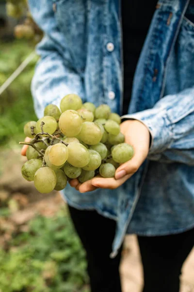 Çiftçilerin Elleri Taze Toplanmış Beyaz Üzümlerle — Stok fotoğraf