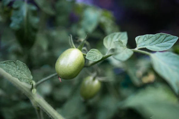 Fresh Green Tomates Hang Tomato Plant Garden — Stock Photo, Image