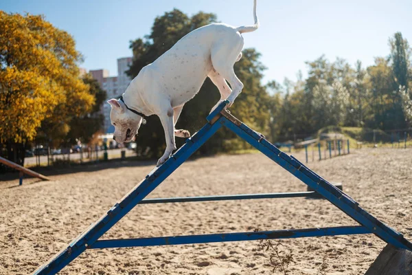 Witte Amerikaanse Bully Hond Klimmend Het Frame Wendbaarheid — Stockfoto