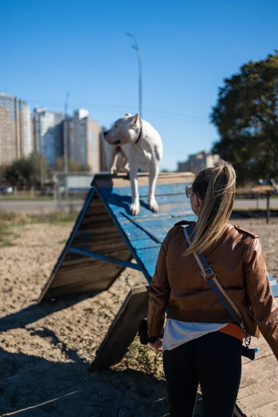 White American Bully dog climbing over the A-frame agility