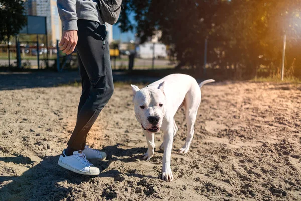 Young man training white American Bully dog at the park.