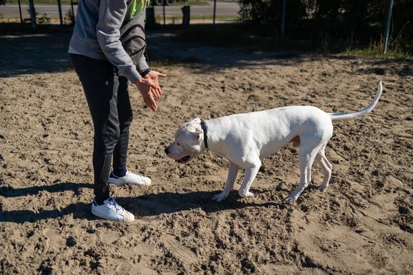 Parkta Köpek Eğiten Adam Adam Köpeğin Boynunu Tırmalıyor Onunla Konuşuyor — Stok fotoğraf