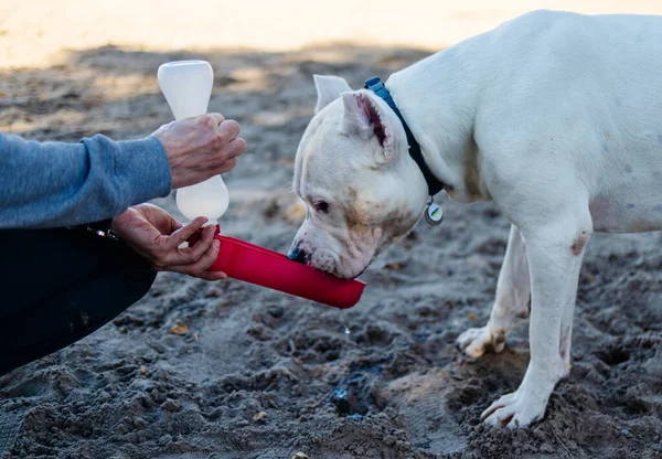 Perro Sediento Beber Agua Botella Plástico Manos Del Propietario Playa —  Fotos de Stock