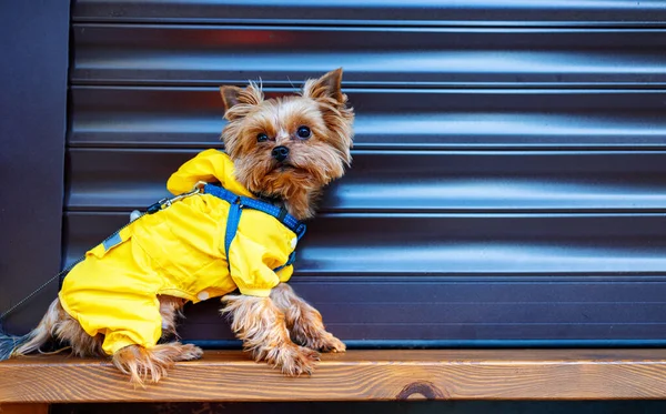 Güz Parkında Sarı Ceketli Güzel Yorkshire Teriyeri Köpeği — Stok fotoğraf