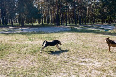 Evsiz köpekler toprak arazide çömeliyor, iki köpek dışarıda dinleniyor, evcil hayvanların sevimli davranışları.