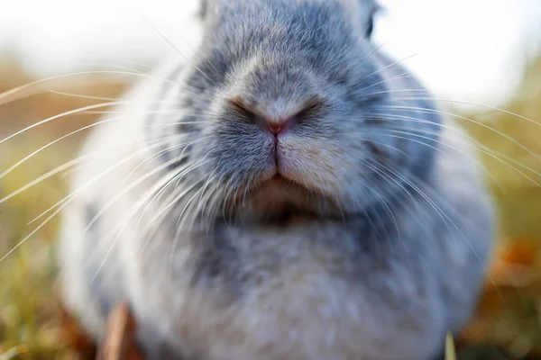 Rabbit Mouth Nose Abstract Macro — Stock Photo, Image