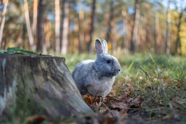 Králičí Ústa Nos Abstraktní Makro — Stock fotografie