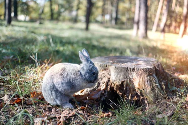 Adorable Conejo Joven Aire Libre Bosque Otoño Alerta Sentado Conejo —  Fotos de Stock
