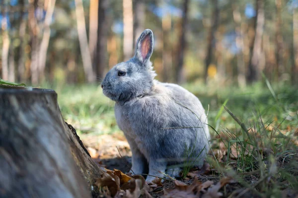 Adult Grey Bunny Rabbit Sitting Alert Autumn Forest Preserve Profundidade — Fotografia de Stock