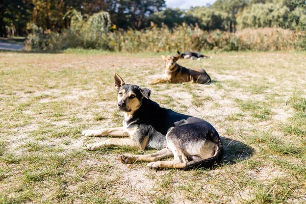 Hjemløse Hunde Crouch Snavs Jord Hunde Hviler Udendørs Sød Adfærd - Stock-foto